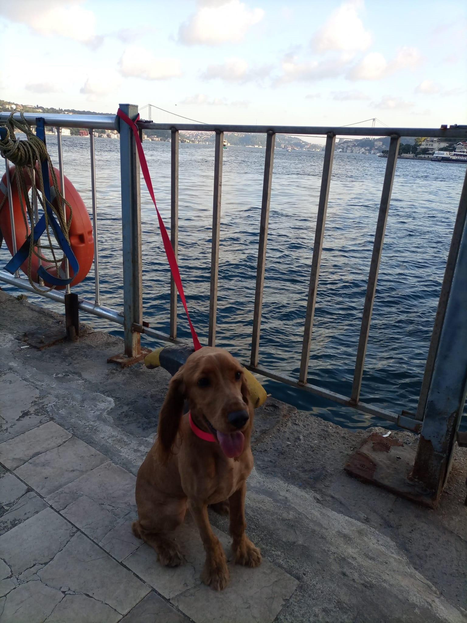 Açık Cezaevi Müdürü Mehmet Olcar'ın Cocker Cinsi Köpeği Kayıp
