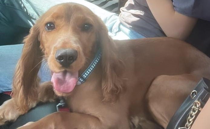 Açık Cezaevi Müdürü Mehmet Olcar'ın Cocker Cinsi Köpeği Kayıp