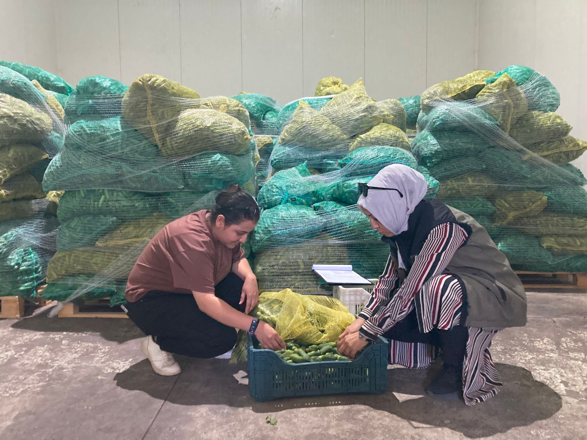 Turşuluk Salatalıklar Ekiplerce Titizlikle Kontrol Edildi