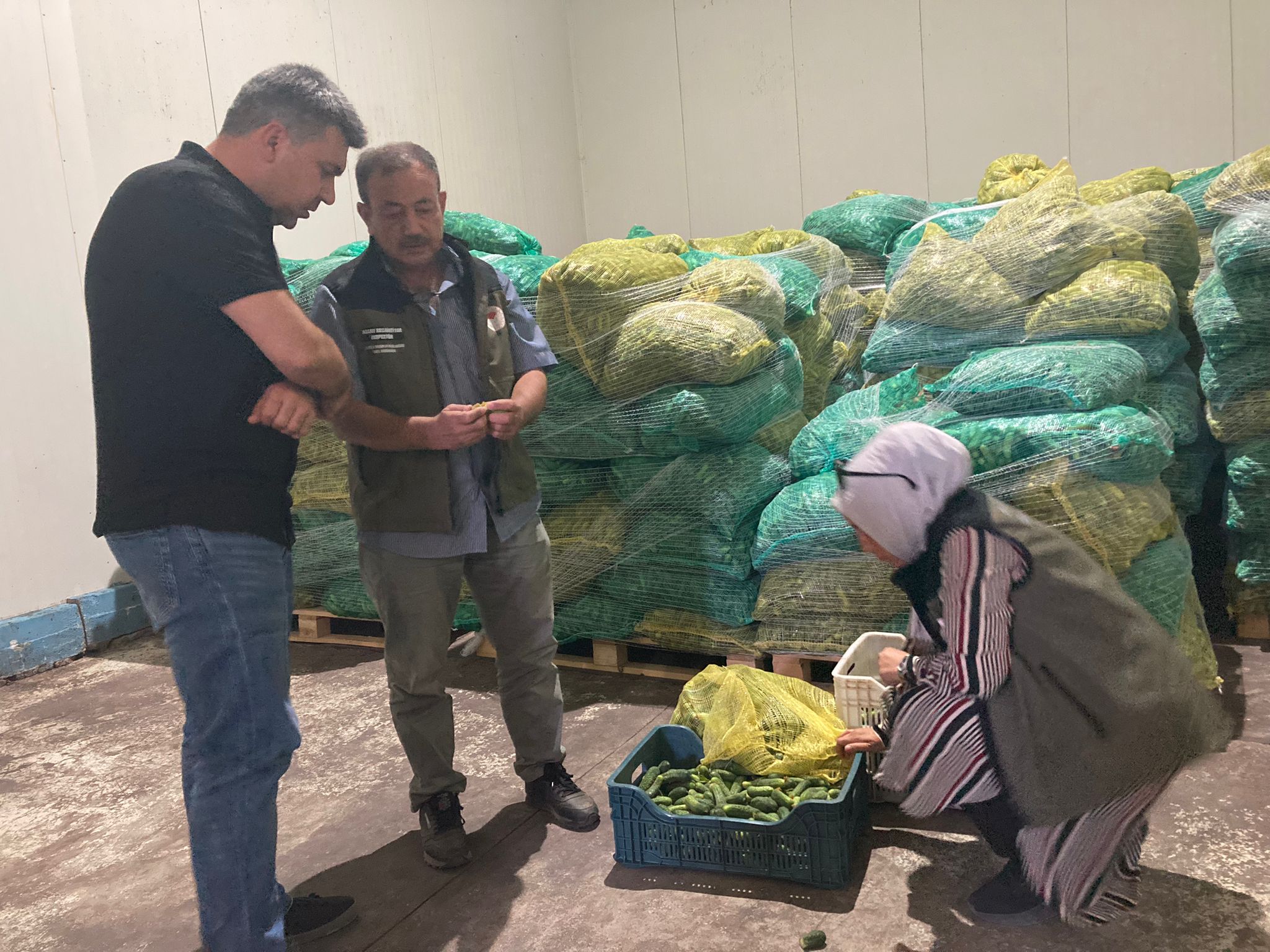 Turşuluk Salatalıklar Ekiplerce Titizlikle Kontrol Edildi
