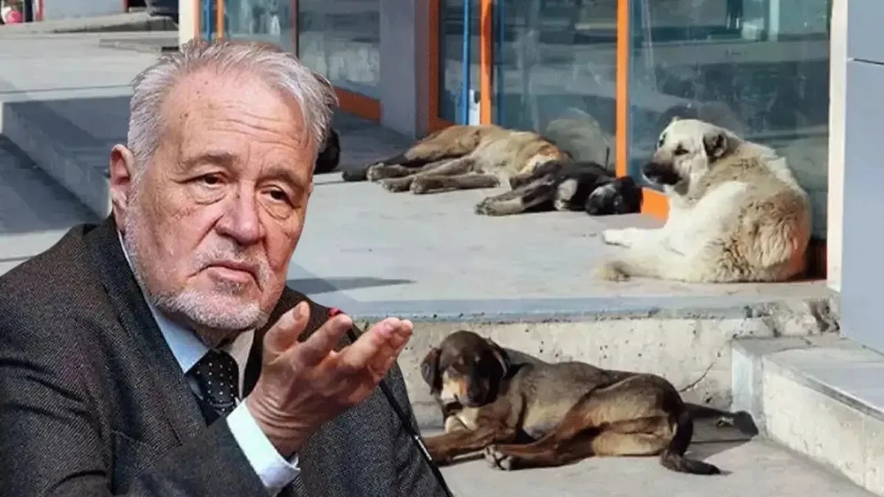 Atatürk, sokak köpeği sorununu nasıl çözdü? Prof. Dr. İlber Ortaylı anlattı