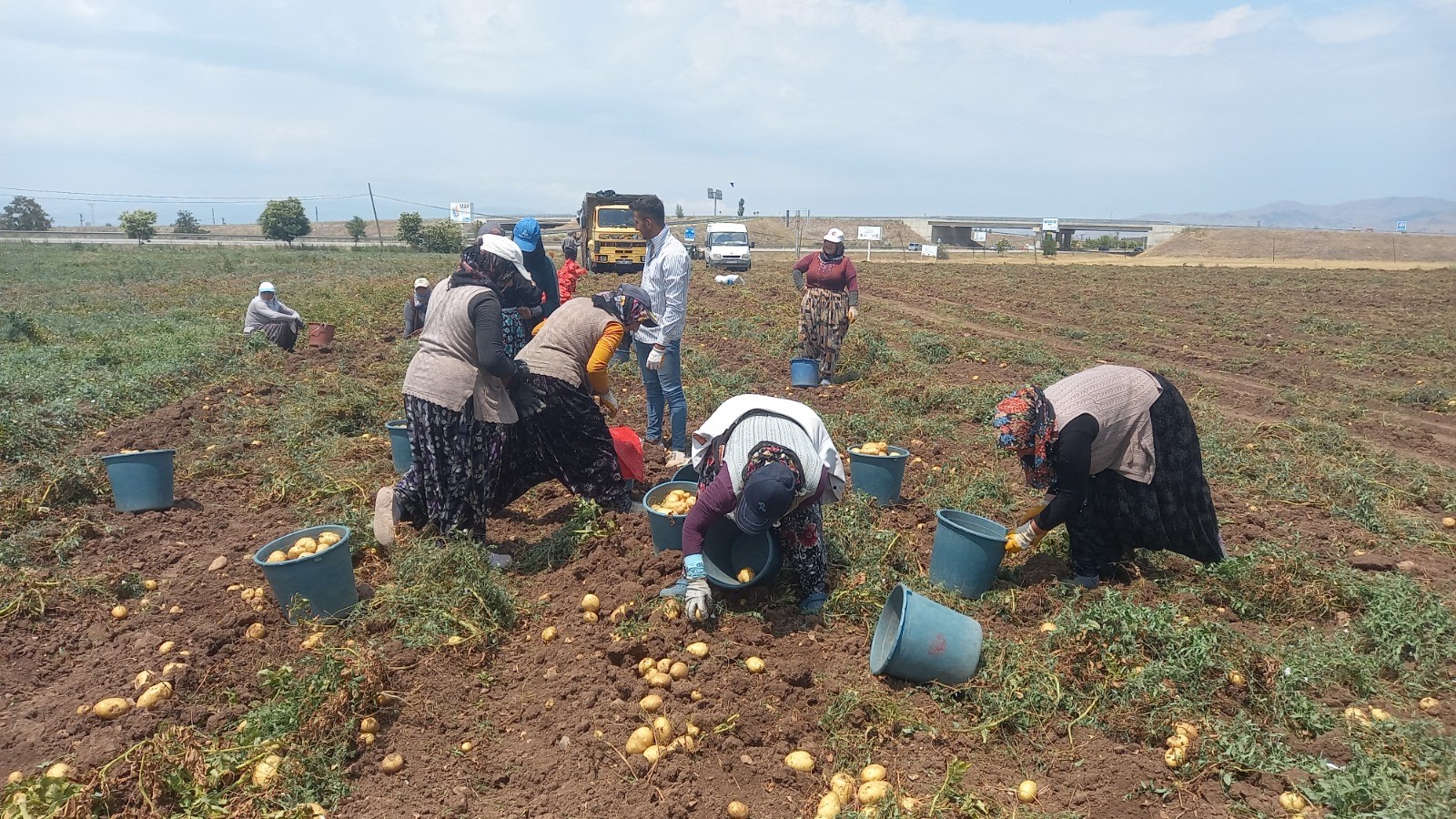 SANDIKLI'DA PATATES HASATI BAŞLADI!