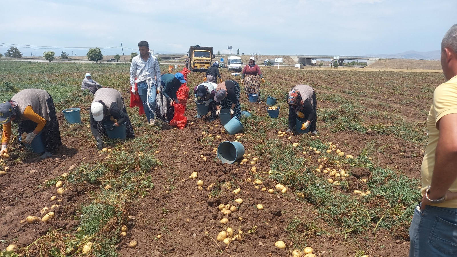 SANDIKLI'DA PATATES HASATI BAŞLADI!