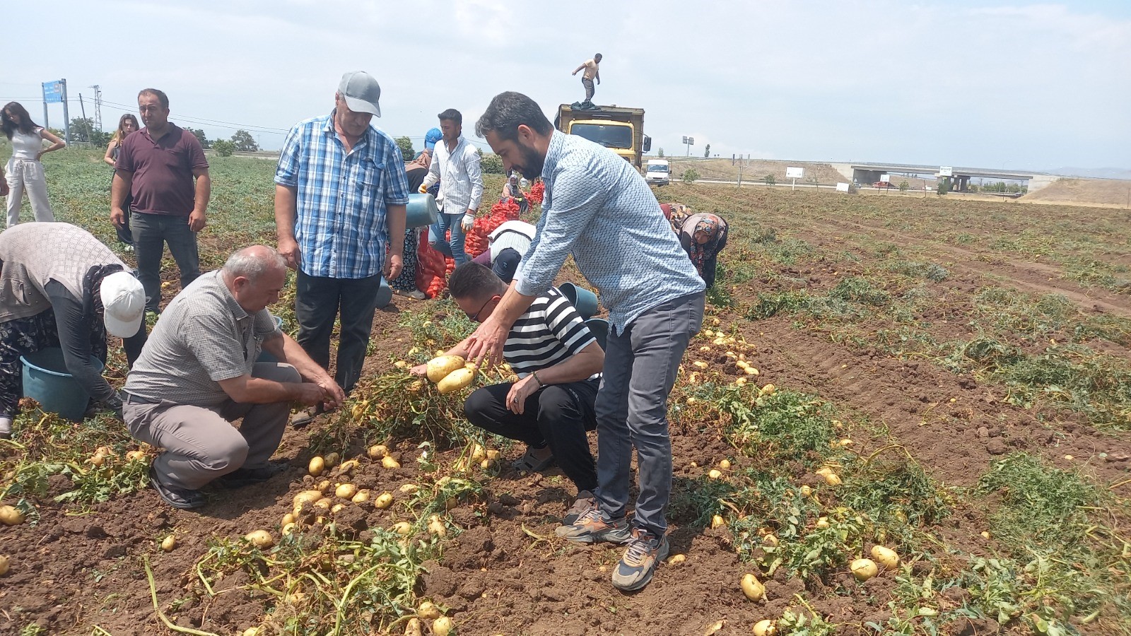 SANDIKLI'DA PATATES HASATI BAŞLADI!