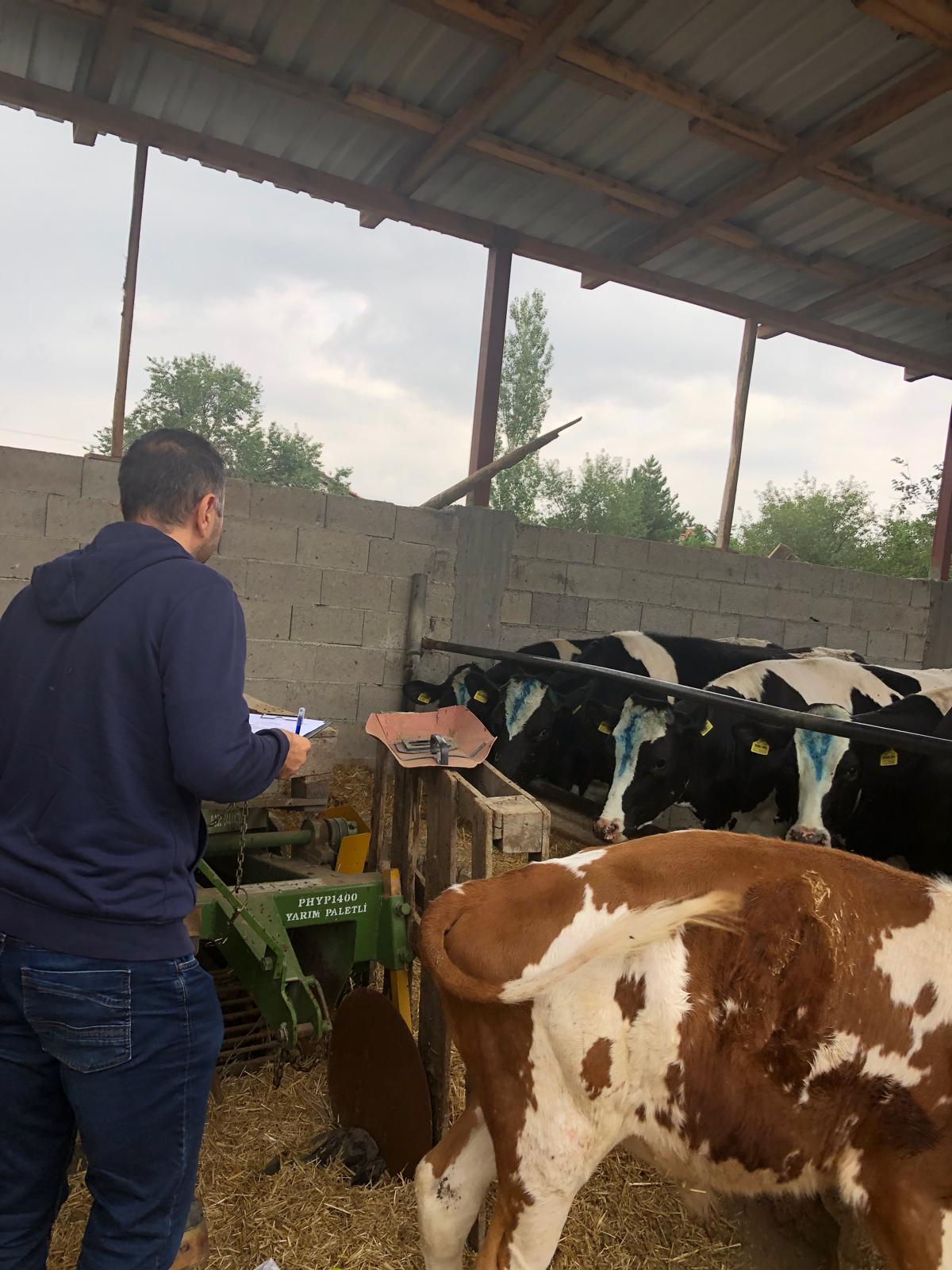 Gebe Düve Alım Destekleme Projesi Hayvancılığa İvme Kazandırdı