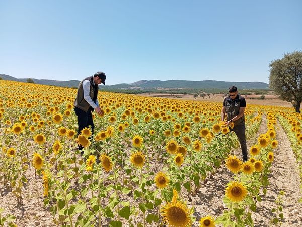 Ayçiçeği ve Nohut Tarlaları Ekiplerce Kontrol Altında