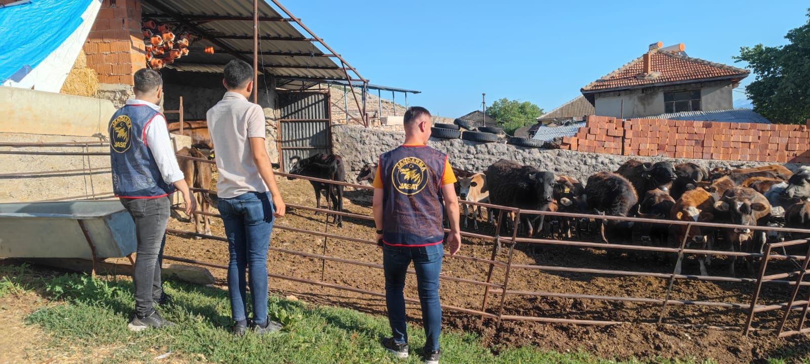 Afyonkarahisar'da Çalınan Büyükbaş Hayvanlar Isparta'da Bulundu