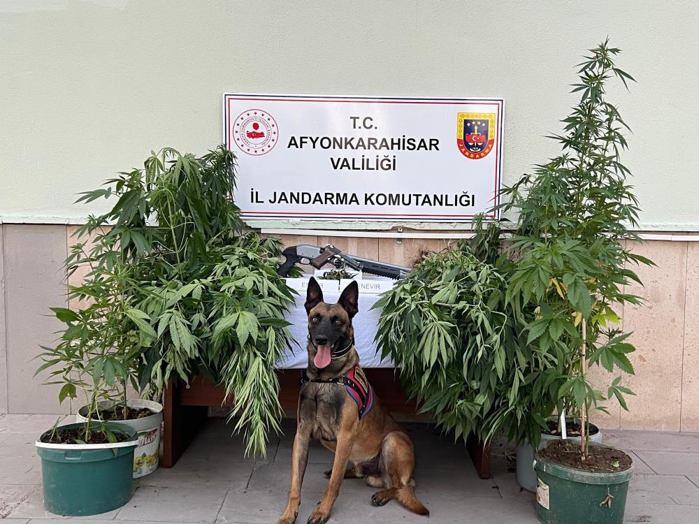 Jandarmadan Başarılı Operasyon!  Kova içerisinde kenevir yetiştiren 2 şahıs gözaltında