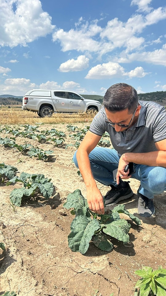 Müdür Bostancı Brokoli Tarlasında İncelemelerde Bulundu