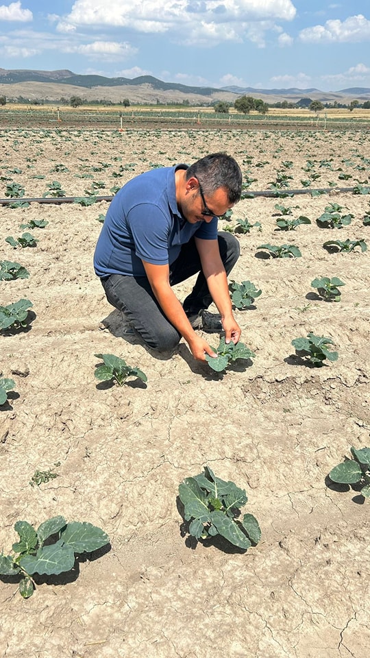Müdür Bostancı Brokoli Tarlasında İncelemelerde Bulundu