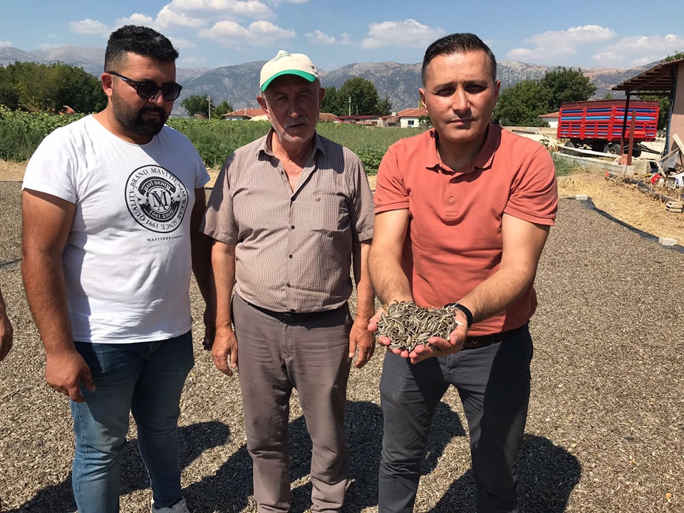 Dinar’da Ayçiçeği Hasadı Başladı