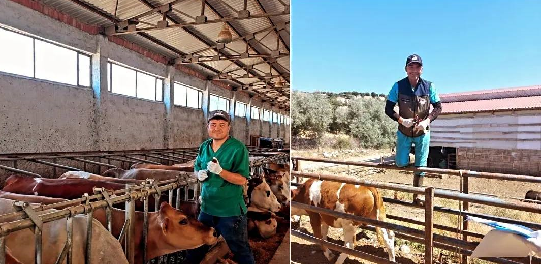 Şap Hastalığına Karşı Aşılama Tamamlandı