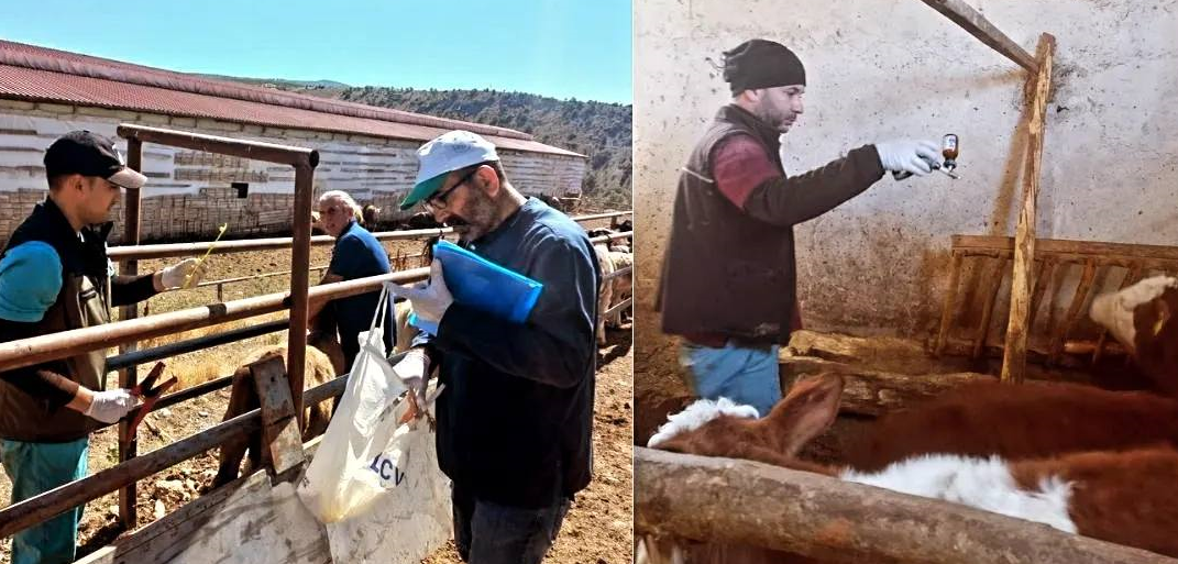 Şap Hastalığına Karşı Aşılama Tamamlandı