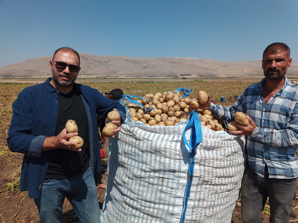 KIŞLIK 'AGRİA' CİNCİ PATATESTE HASAT BAŞLADI