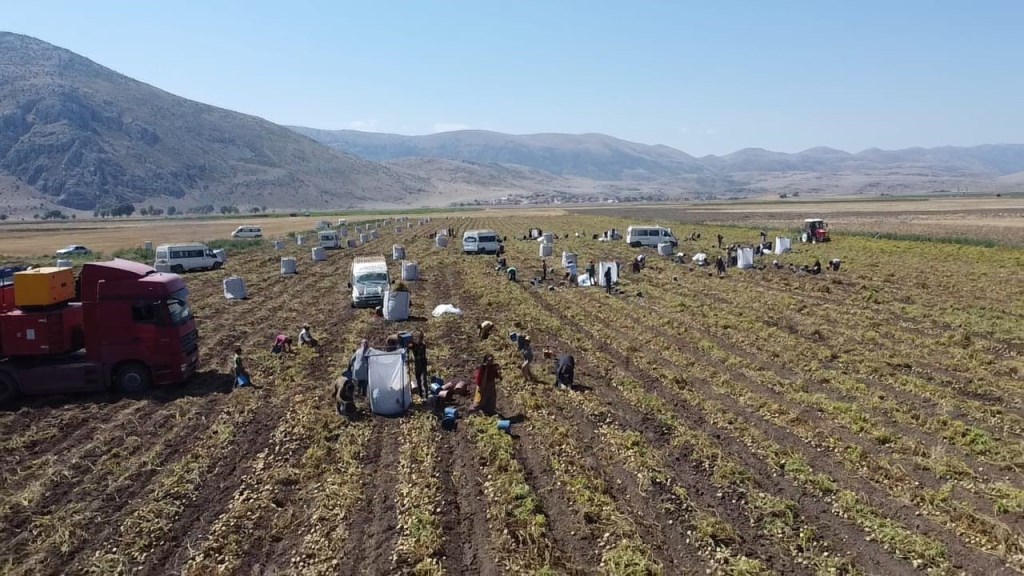KIŞLIK 'AGRİA' CİNCİ PATATESTE HASAT BAŞLADI