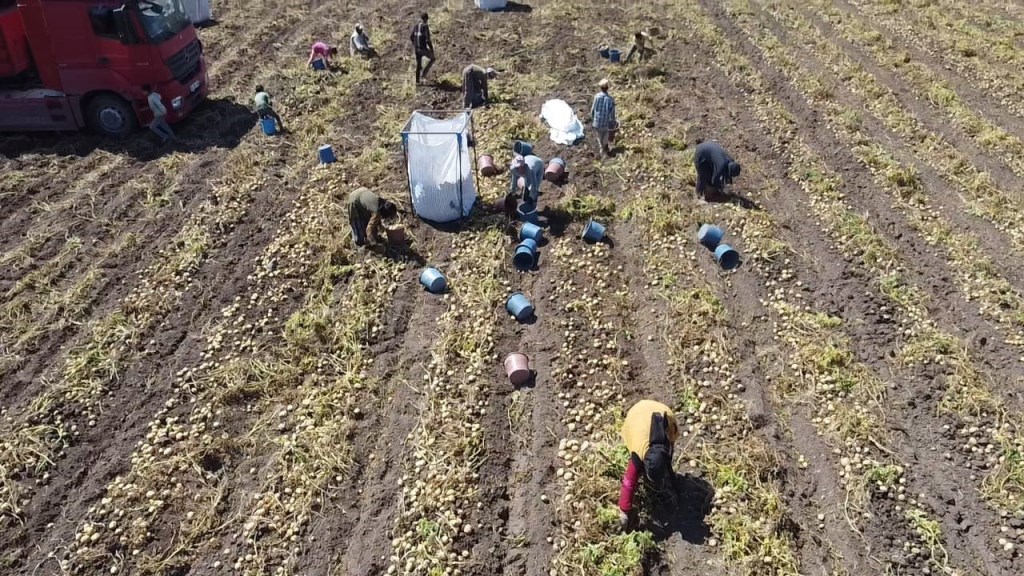 KIŞLIK 'AGRİA' CİNCİ PATATESTE HASAT BAŞLADI