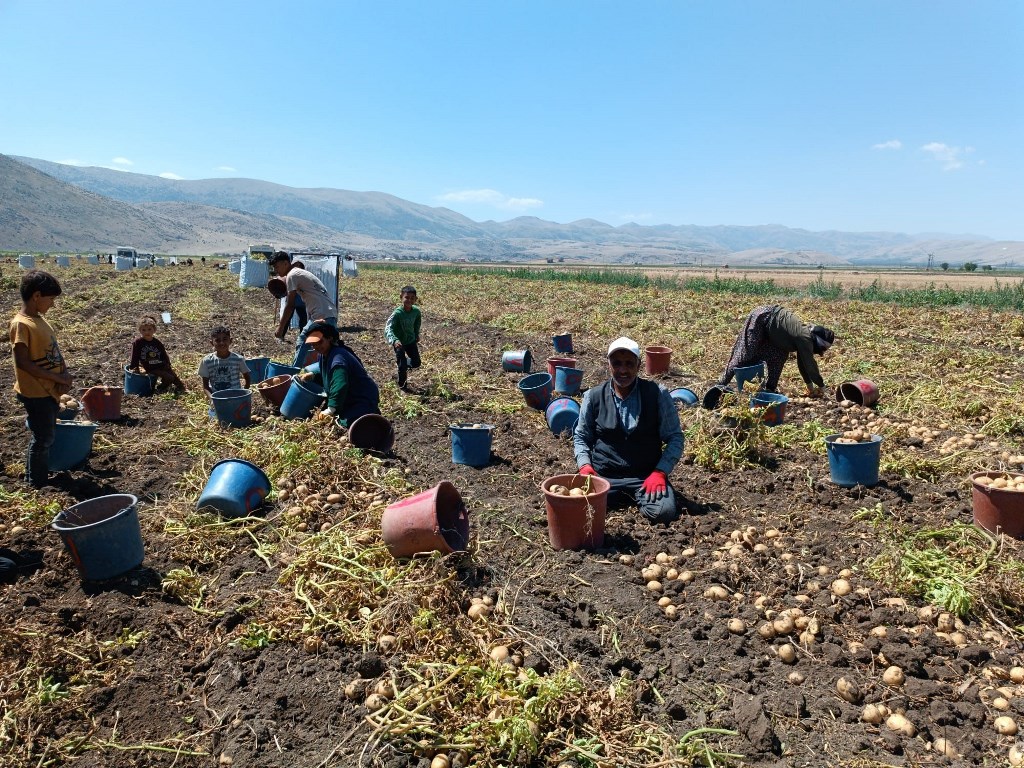 KIŞLIK 'AGRİA' CİNCİ PATATESTE HASAT BAŞLADI