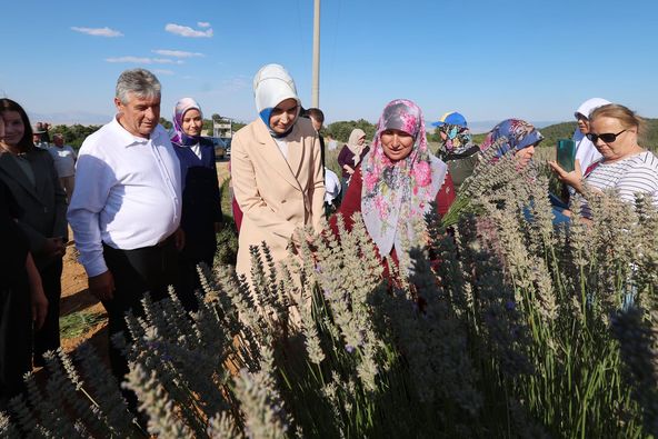 Vali Yiğitbaşı, Dazkırı'da Lavanta Hasat Şenliğine Katıldı