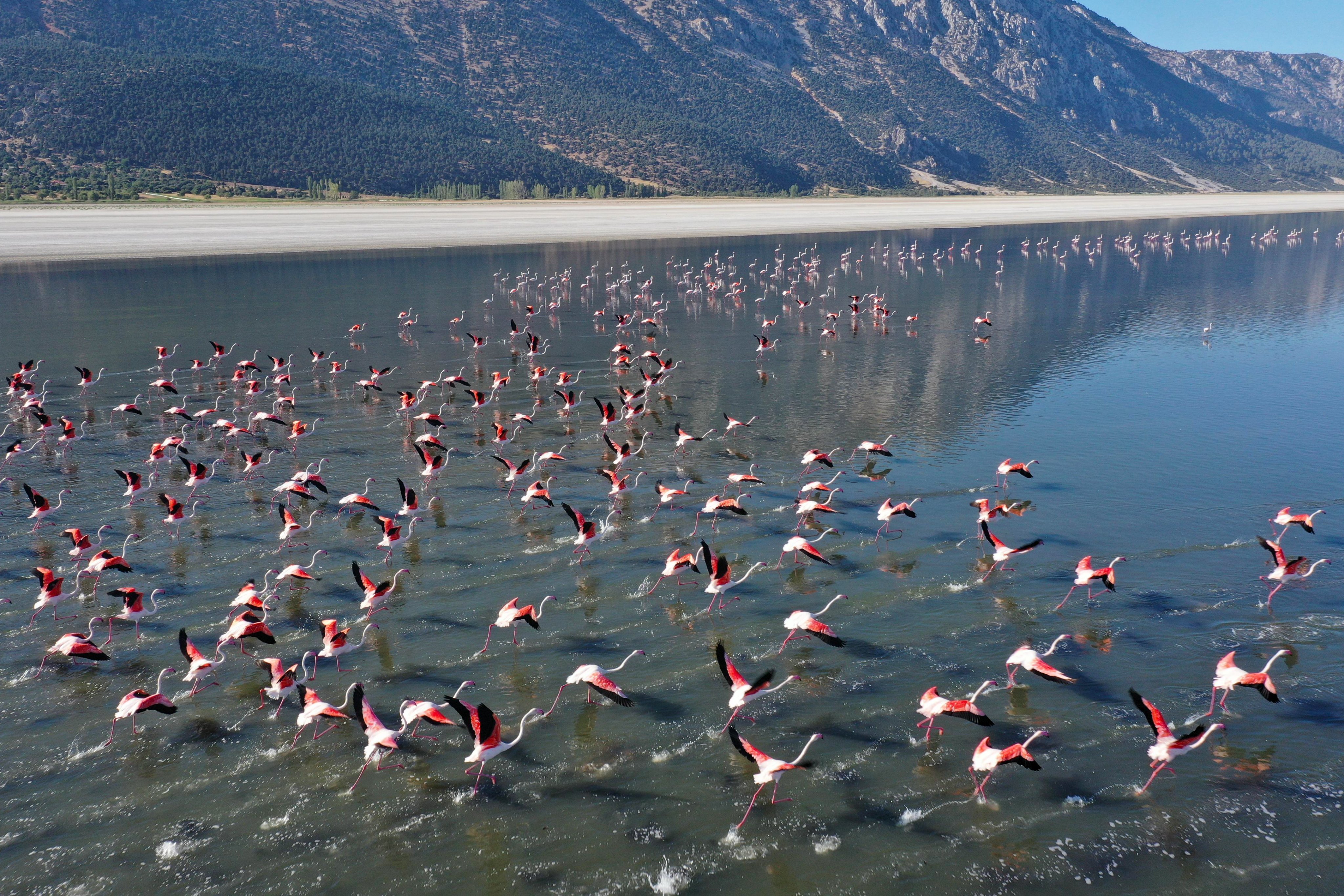 Vali  Yiğitbaşı, Acıgöl'ün Eşsiz Flamingo Uçuşlarını İzledi AA unutulmaz kareleri fotoğrafladı