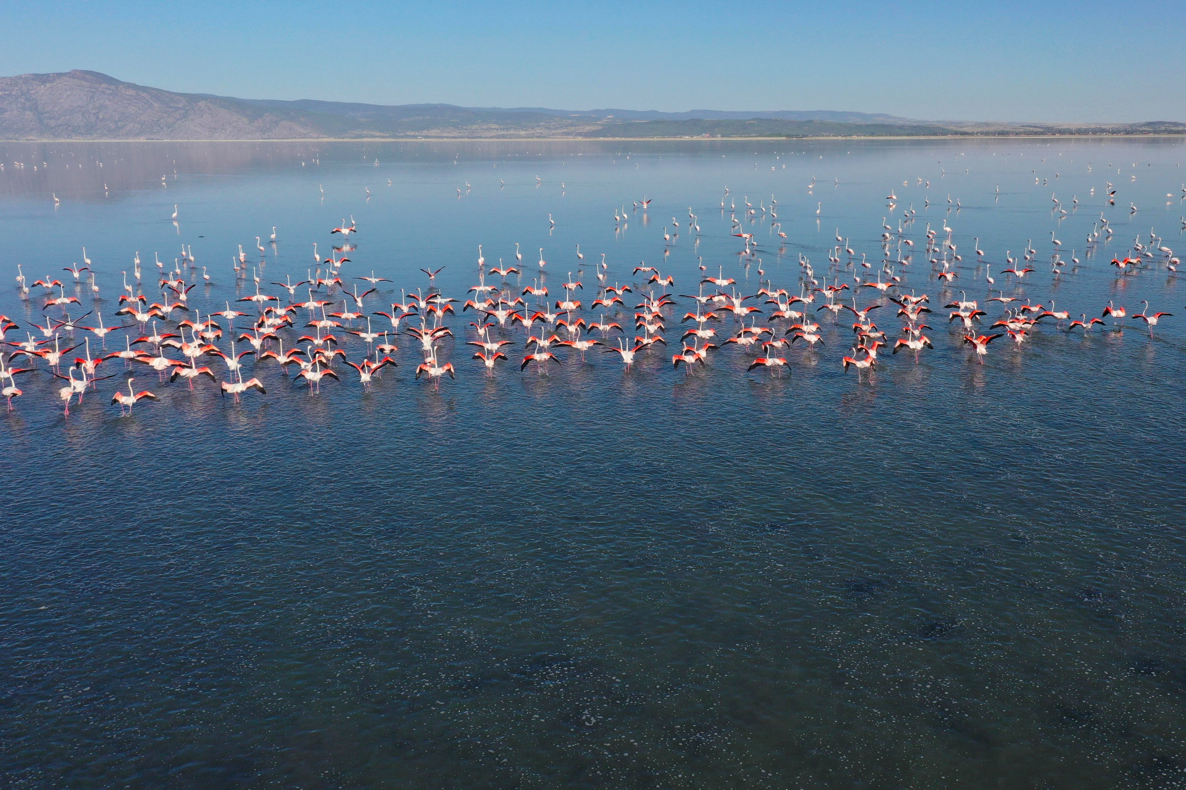 Vali  Yiğitbaşı, Acıgöl'ün Eşsiz Flamingo Uçuşlarını İzledi AA unutulmaz kareleri fotoğrafladı