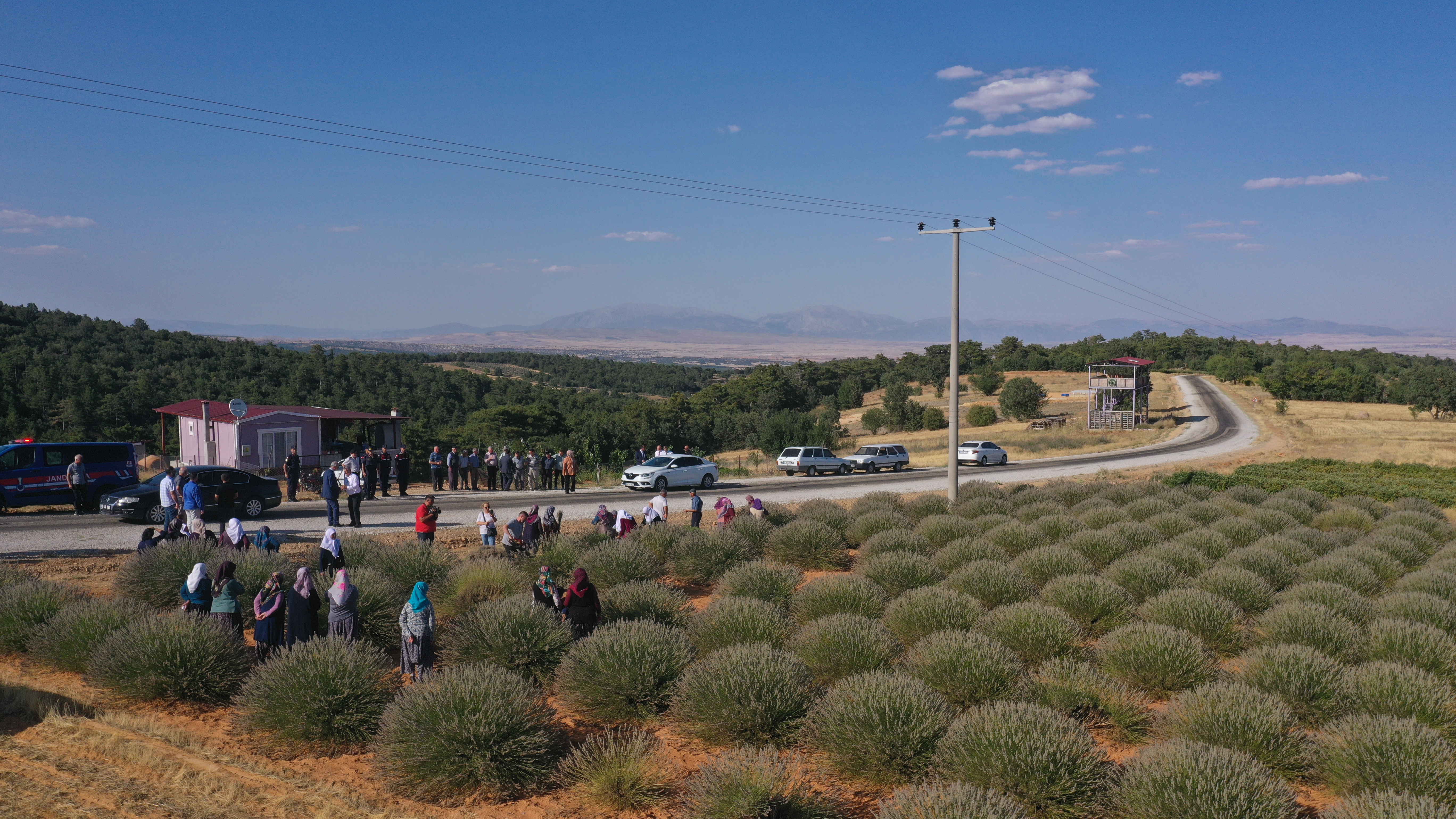 Afyon’da Lavanta Hasadı Başladı