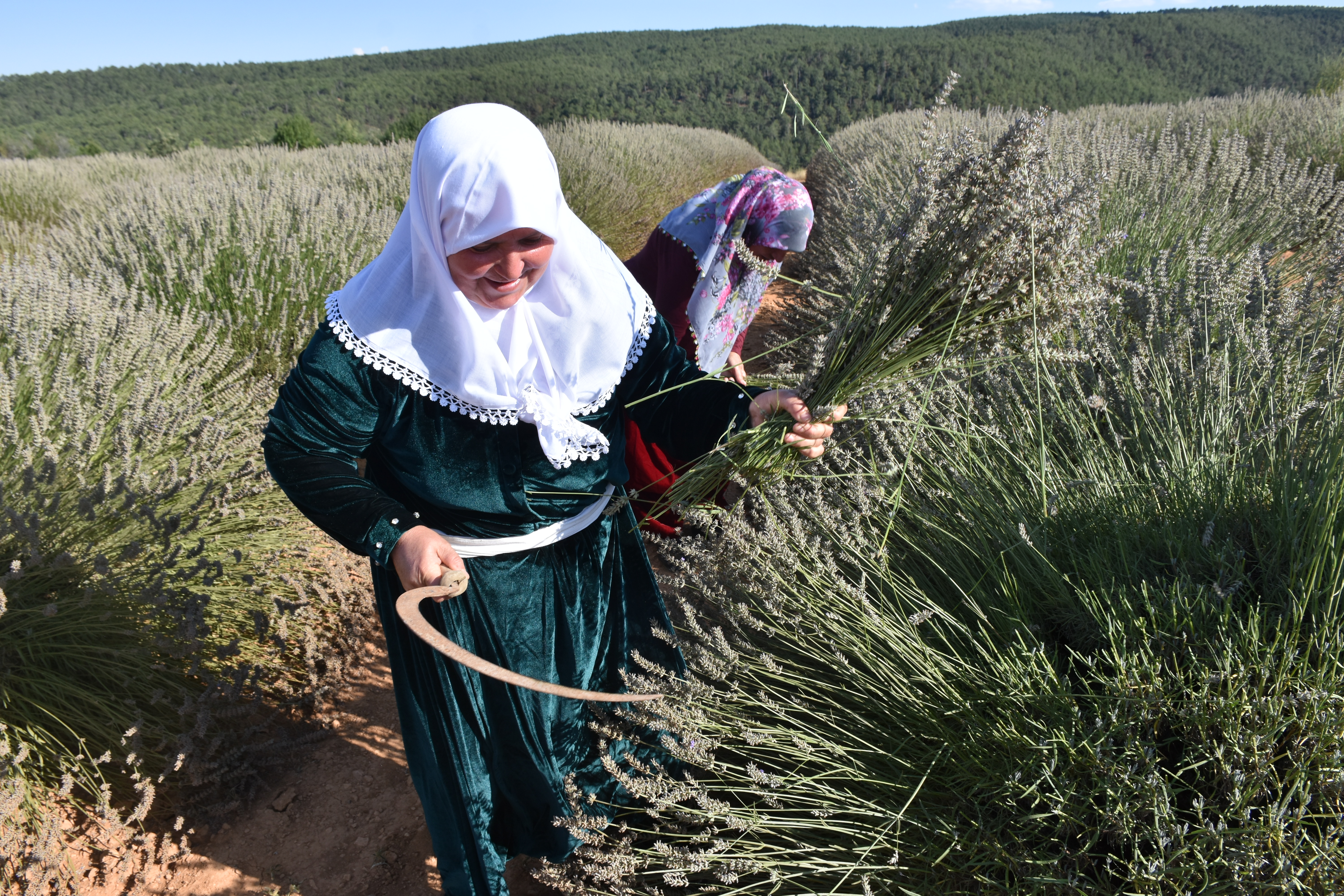 Afyon’da Lavanta Hasadı Başladı