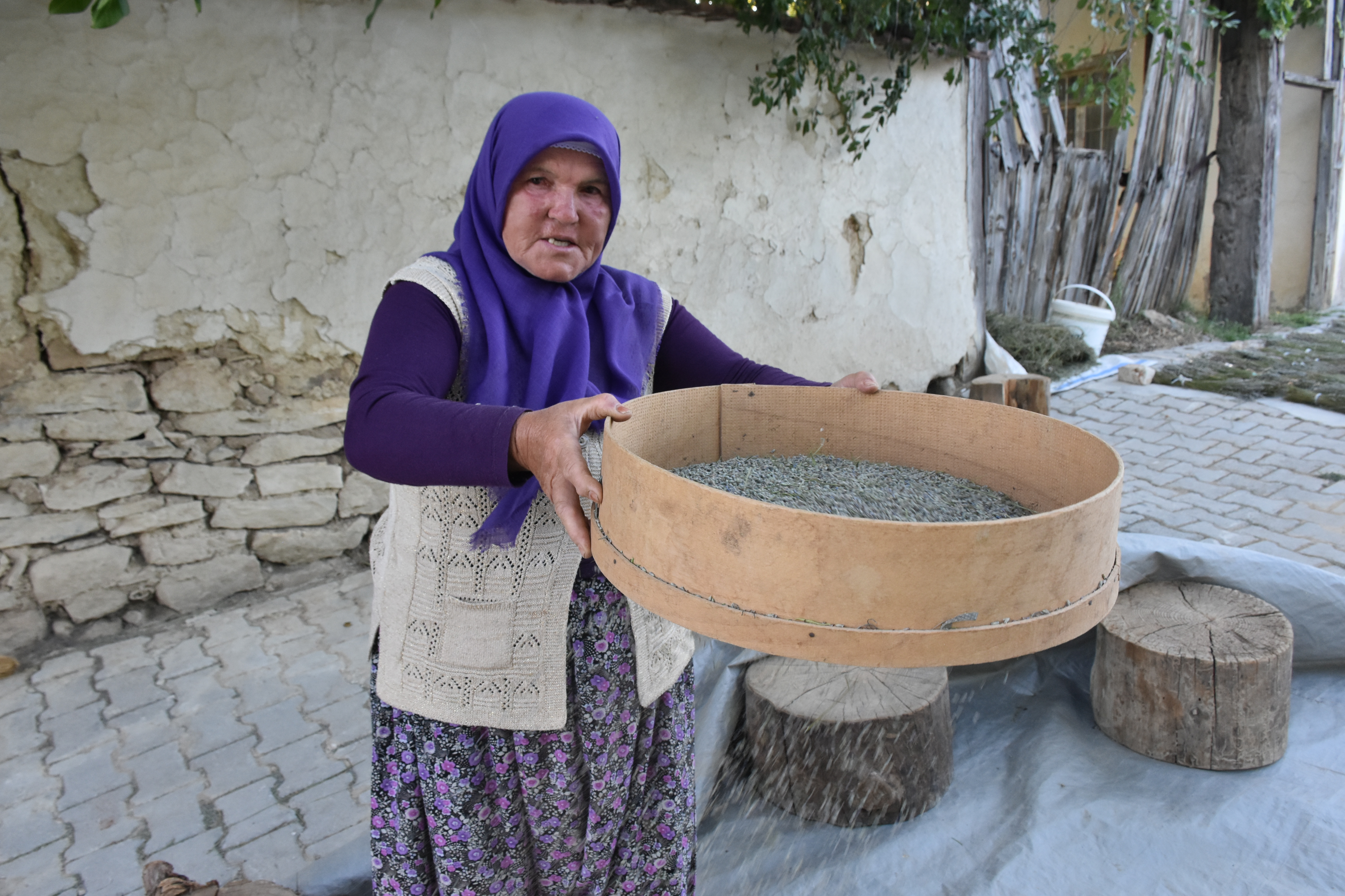 Afyon’da Lavanta Hasadı Başladı