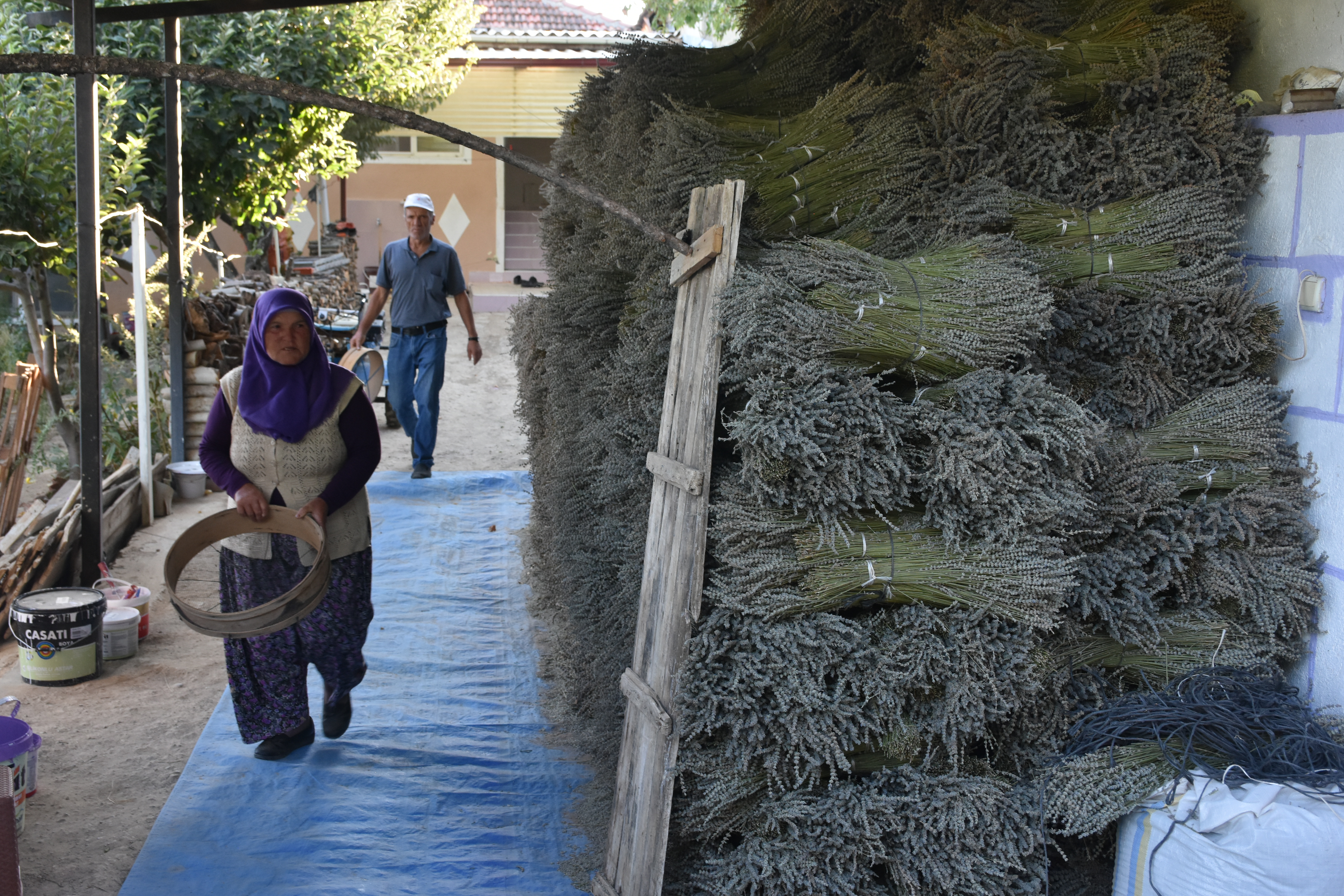 Afyon’da Lavanta Hasadı Başladı