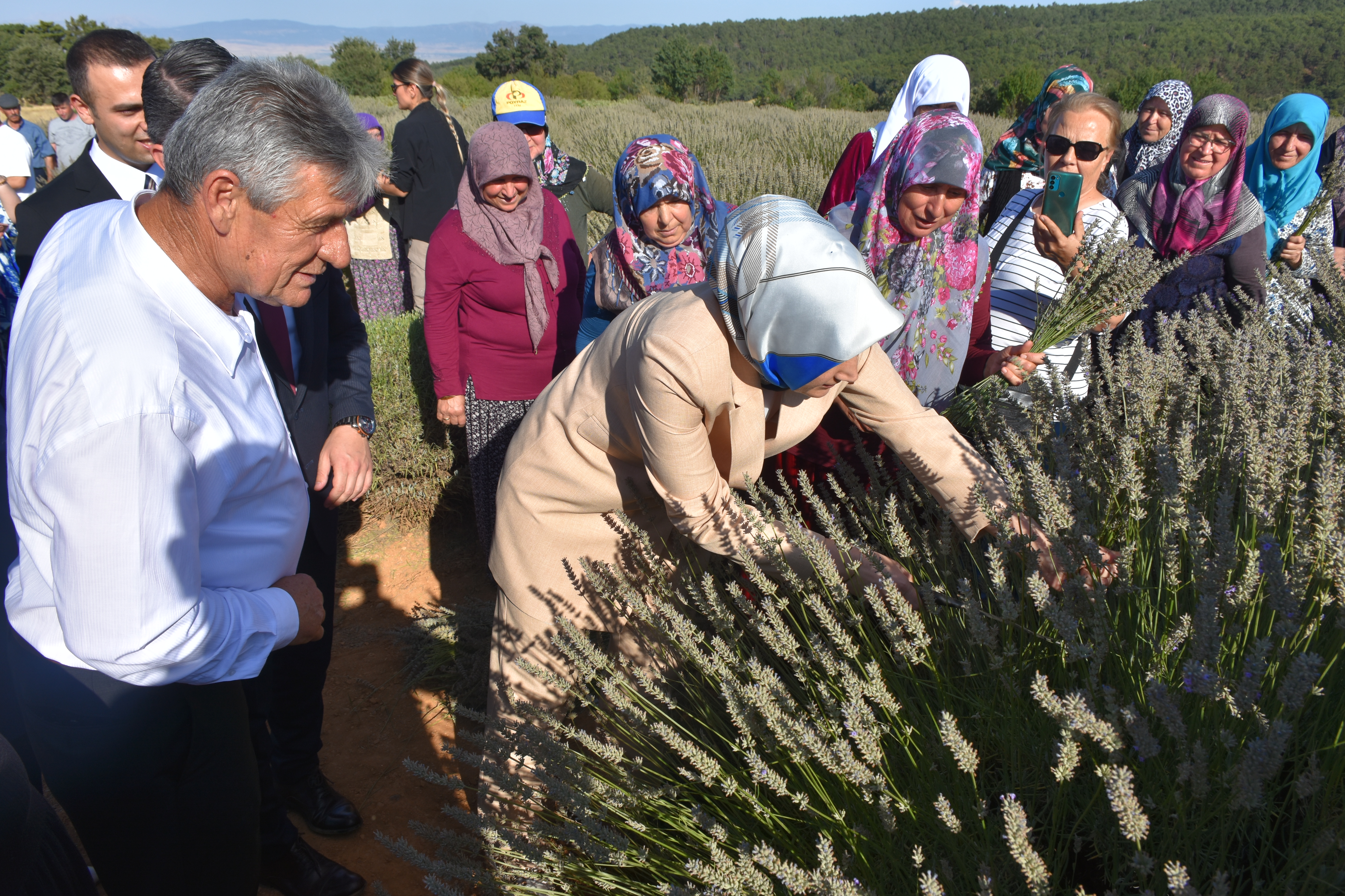 Afyon’da Lavanta Hasadı Başladı