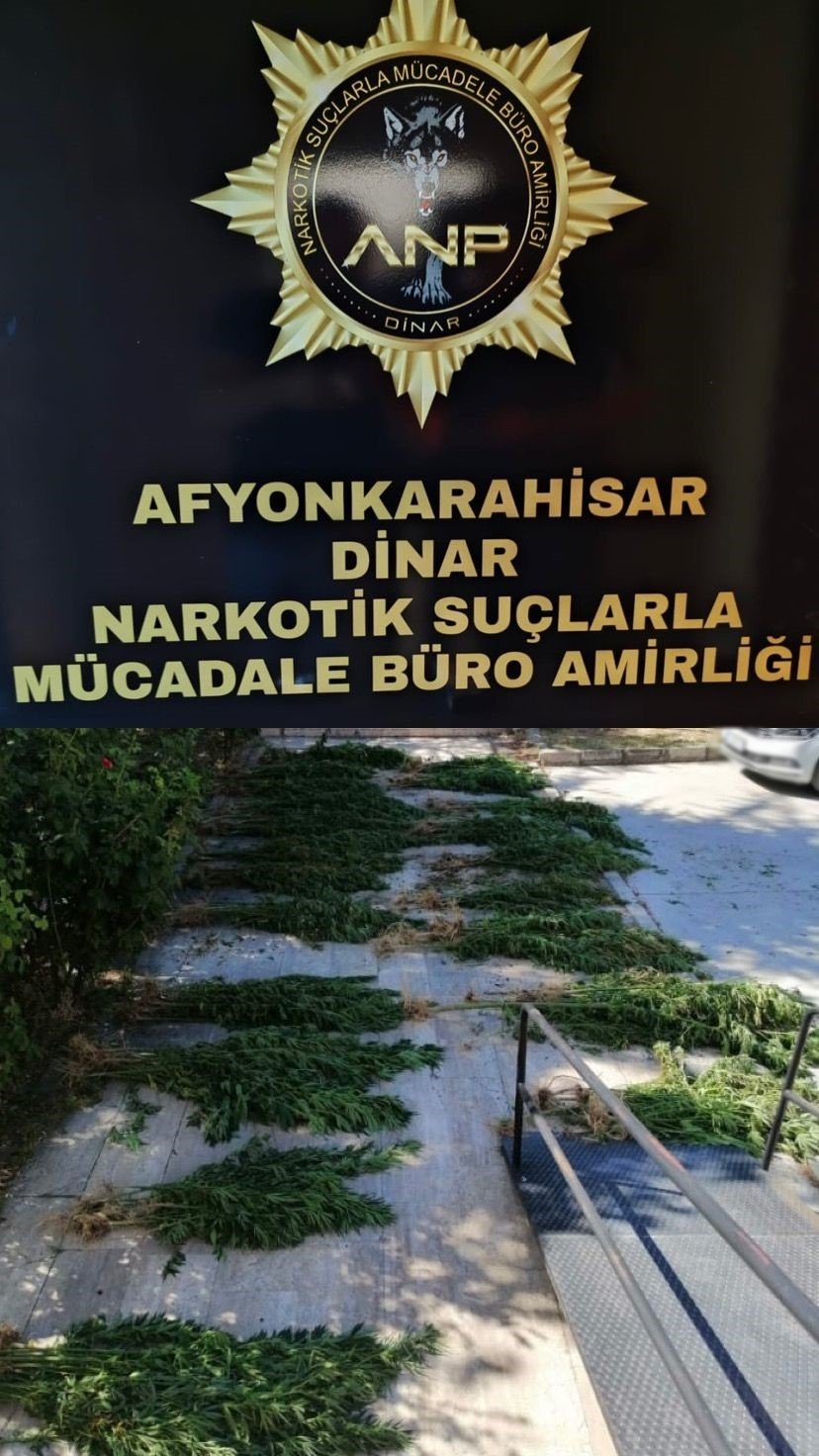 Dinar'da Uyuşturucu Operasyonu: 250 Kök Uyuşturucu Ele Geçirildi!