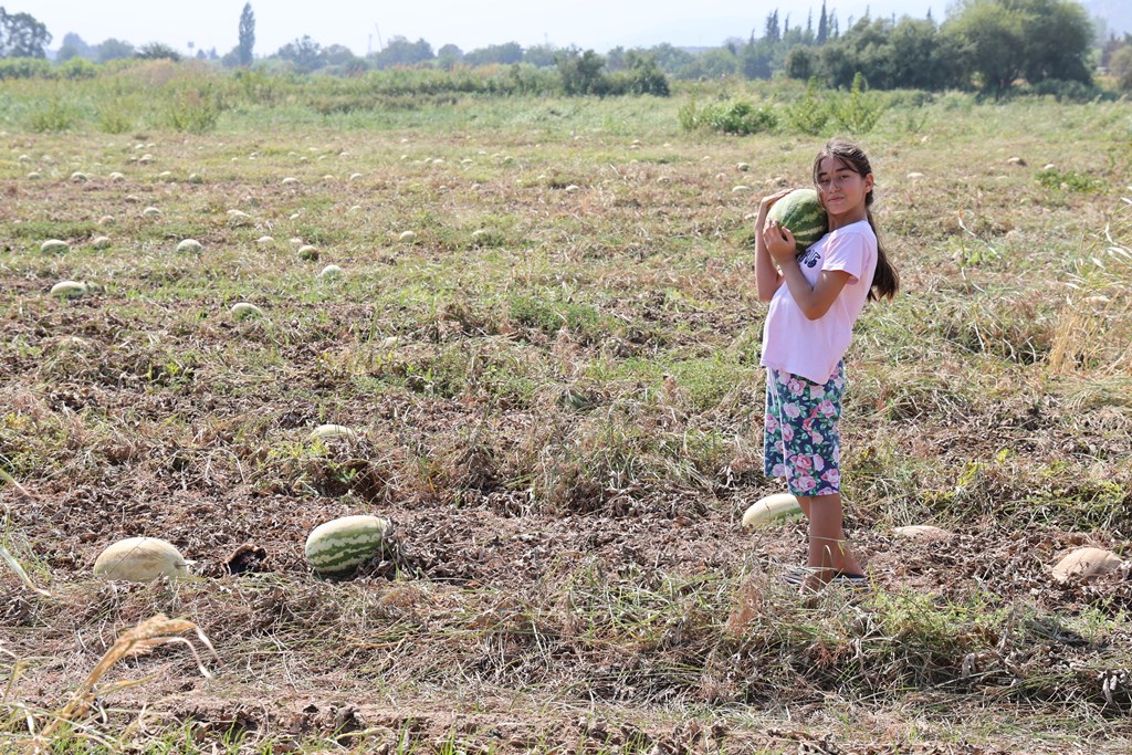 FİYATLAR DÜŞÜNCE KARPUZ TARLADA KALDI