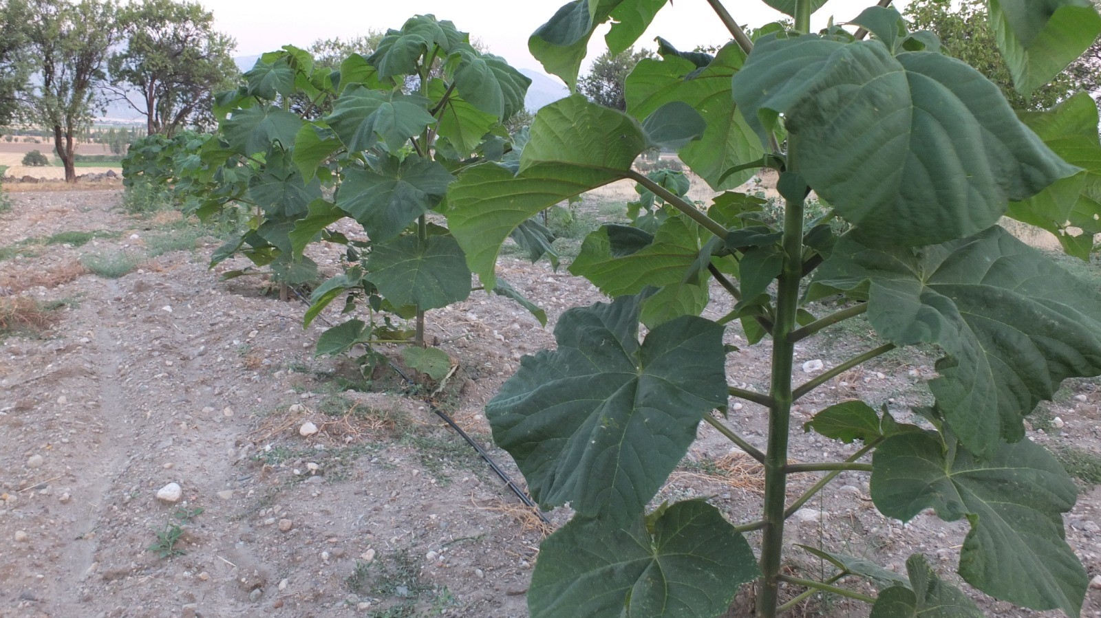 Afyonkarahisarlı Gurbetçi 30 Dönüm Araziye Pavlonya Ağacı Dikti