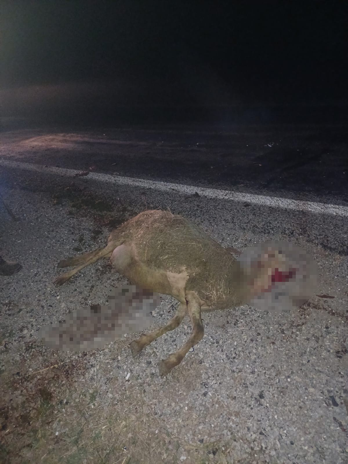ŞUHUT'TA OTOMOBİL SÜRÜNÜN ARASINA DALDI!
