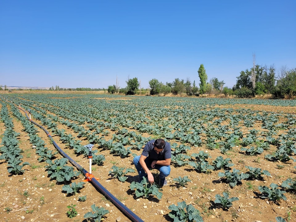Sinanpaşa’da Brokoli Projesi Yerinde İncelendi