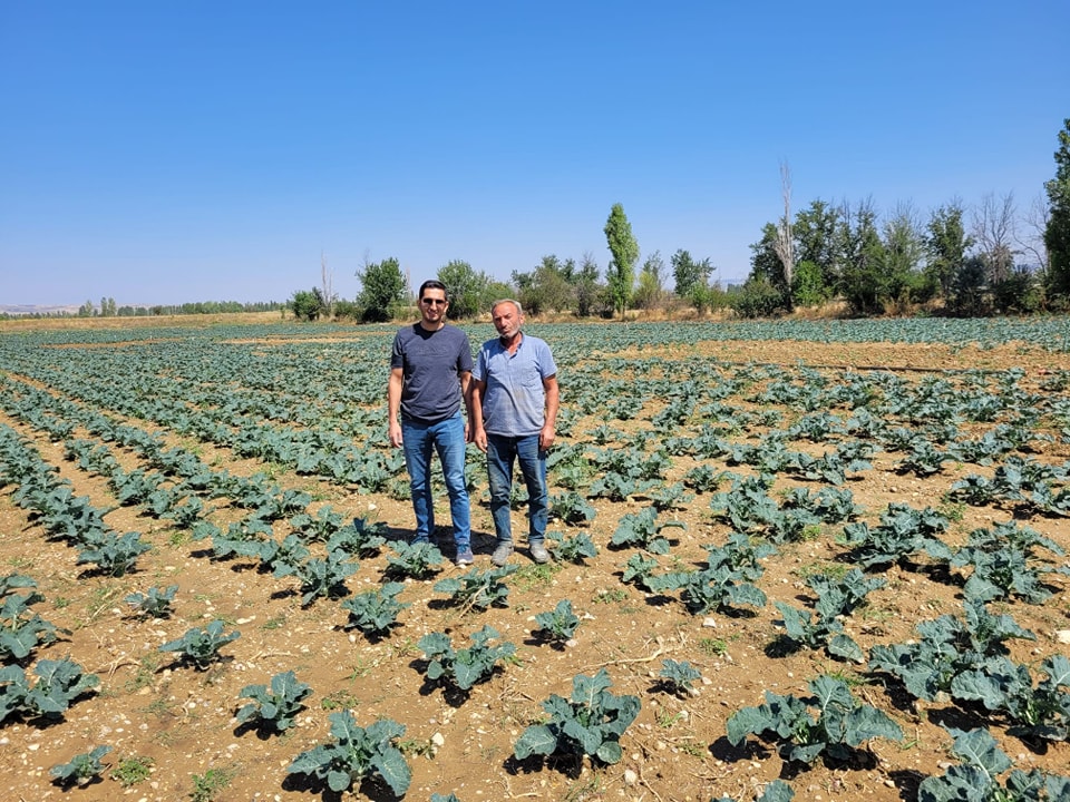 Sinanpaşa’da Brokoli Projesi Yerinde İncelendi