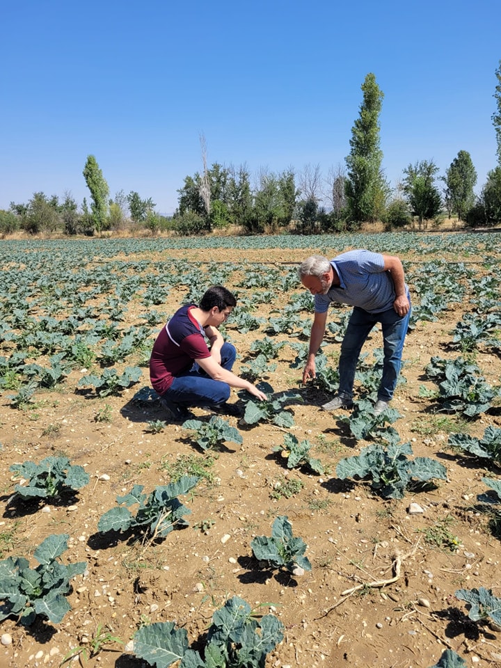 Sinanpaşa’da Brokoli Projesi Yerinde İncelendi