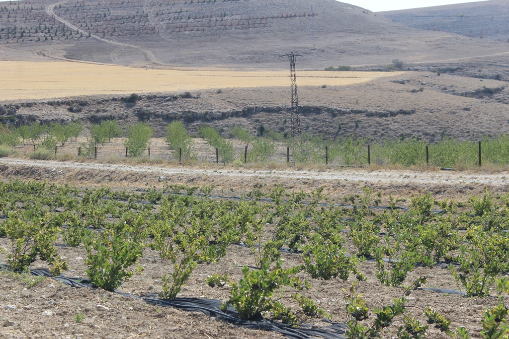 AFYON'DAN DÜNYA'YA ŞİFA KAYNAĞI