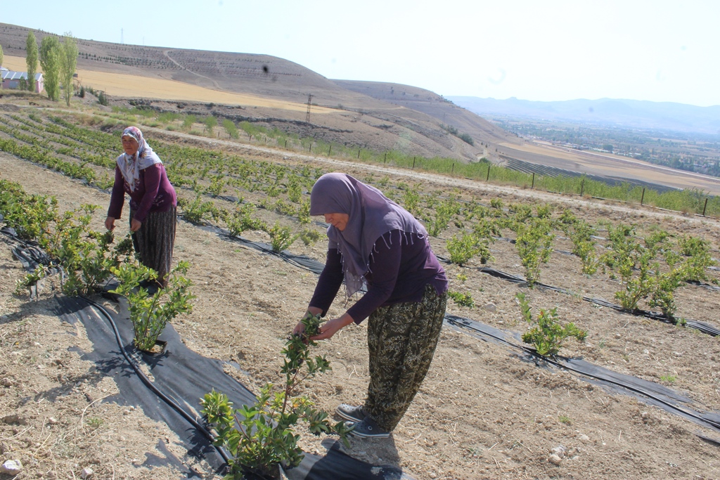 AFYON'DAN DÜNYA'YA ŞİFA KAYNAĞI