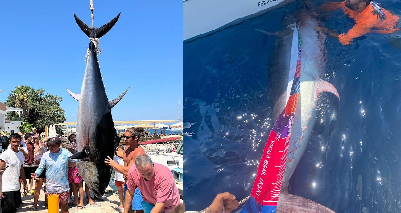 Bodrum'da 370 kiloluk orkinos yakalandı