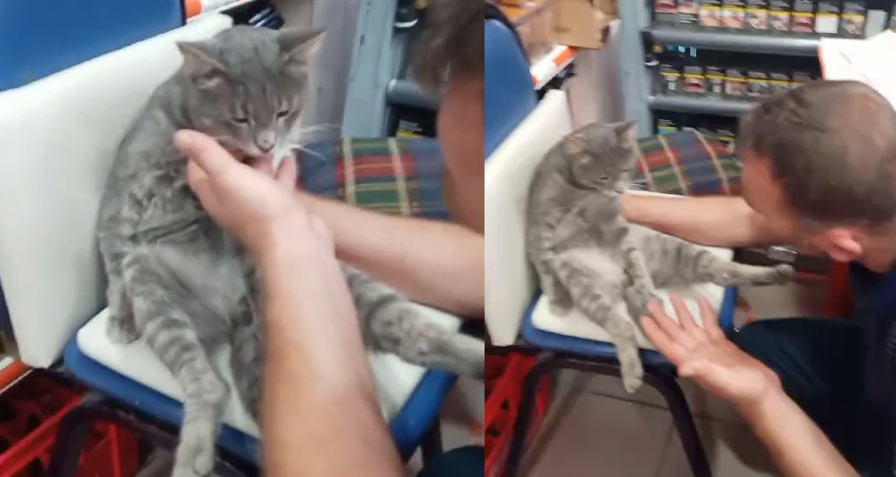 Balı Fazla Kaçıran Kedi Böyle Kendinden Geçti