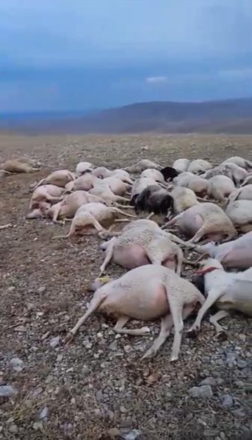 Afyon’da Otlayan Sürünün Üzerine Yıldırım Düşmesi Sonucu 60 Koyun Telef Oldu