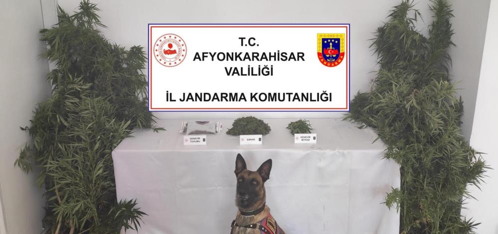 Jandarmadan Eve Baskın!  307 gram esrar ile 24 kök kenevir ele geçirdi