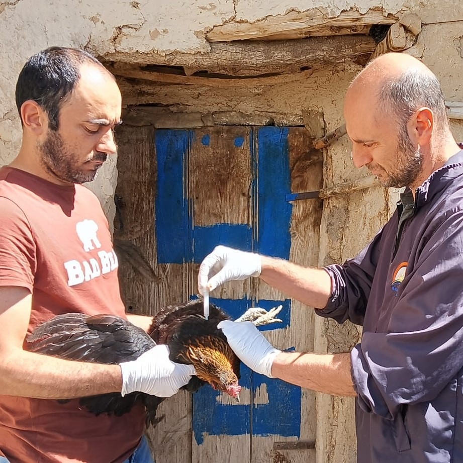 Sağlıklı Yumurta Üretimi Çalışmaları Devam Ediyor: Kuş gribiyle mücadelede sağlıklı yumurta üretimi için yoğun tedbirler