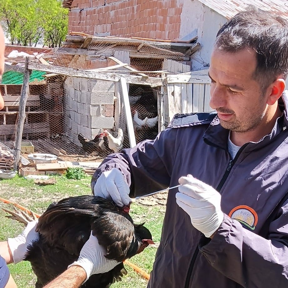 Sağlıklı Yumurta Üretimi Çalışmaları Devam Ediyor: Kuş gribiyle mücadelede sağlıklı yumurta üretimi için yoğun tedbirler