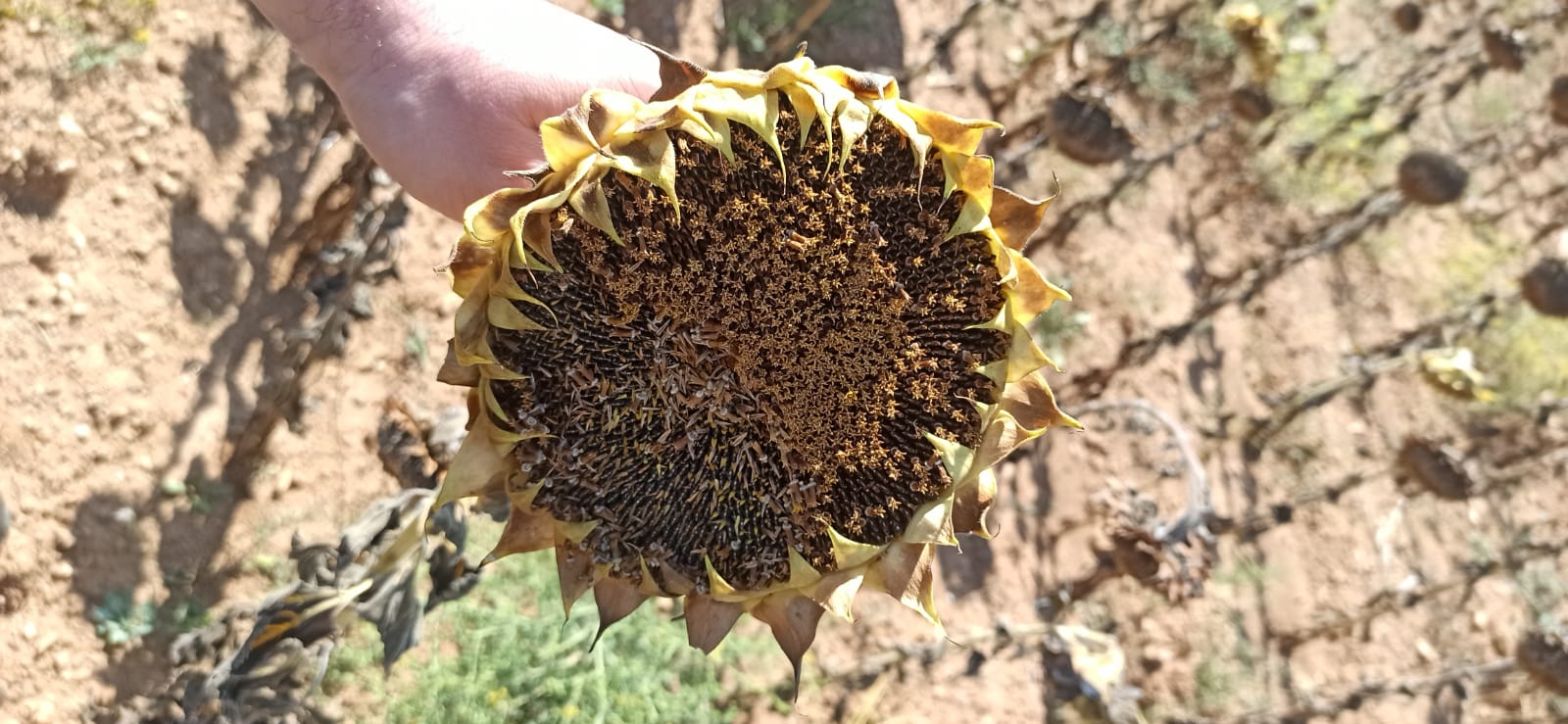 Ayçiçek Hasadı Devam Ediyor Ekipler Yerinde Kontrol Ediyor
