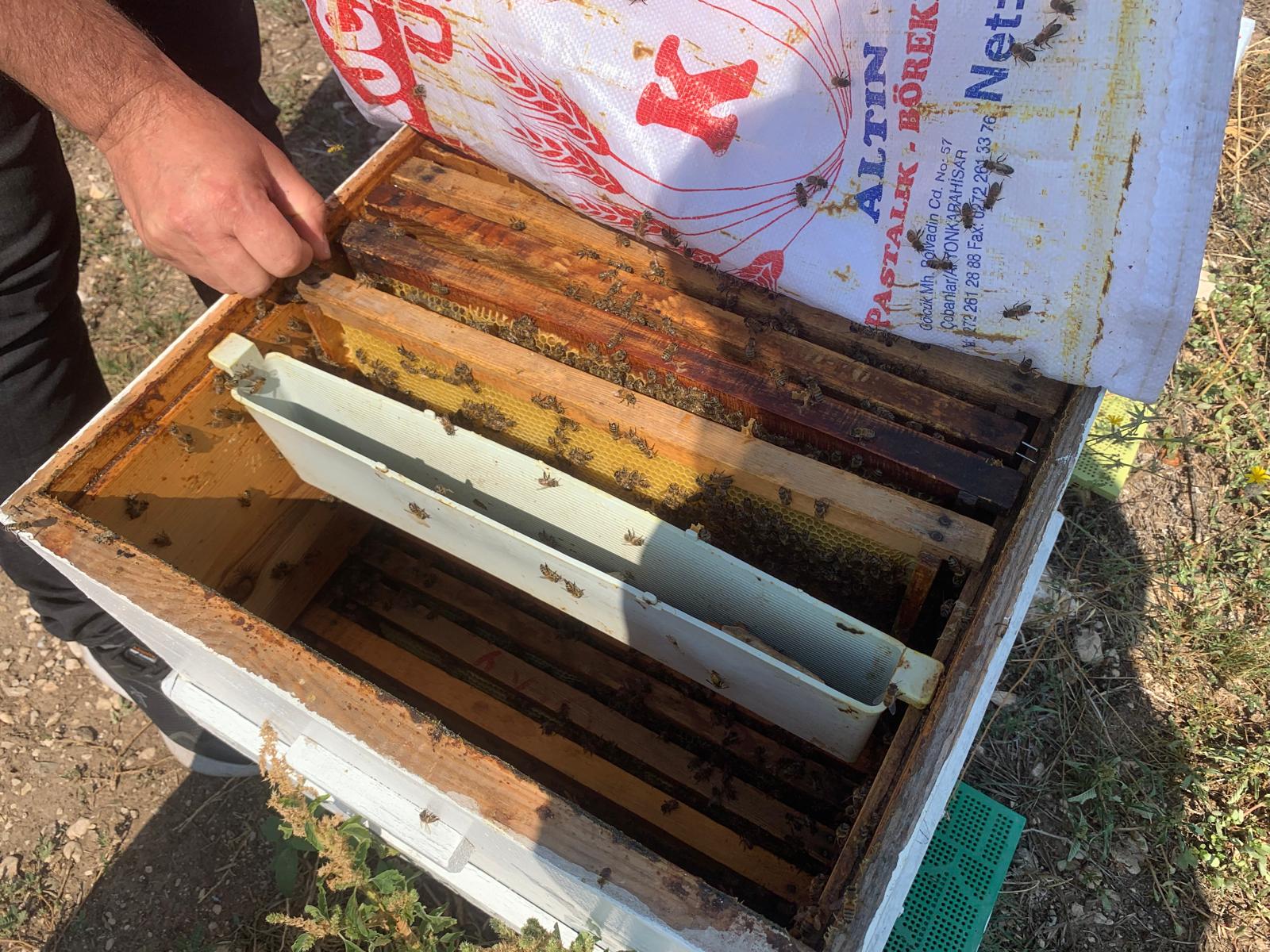 Tarım ve Orman Ekiplerinden  “Arı Varsa Tarım Var” Vurgusu