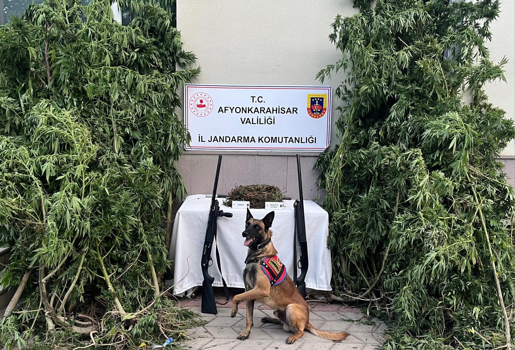 AFYONKARAHİSAR'DA ESRAR VE KENEVİR YAKALANDI