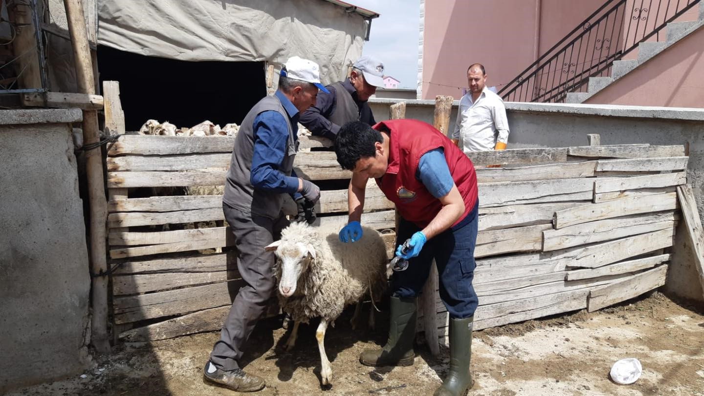 Afyonkarahisar'da Küçükbaş Hayvanlar Aşılandı