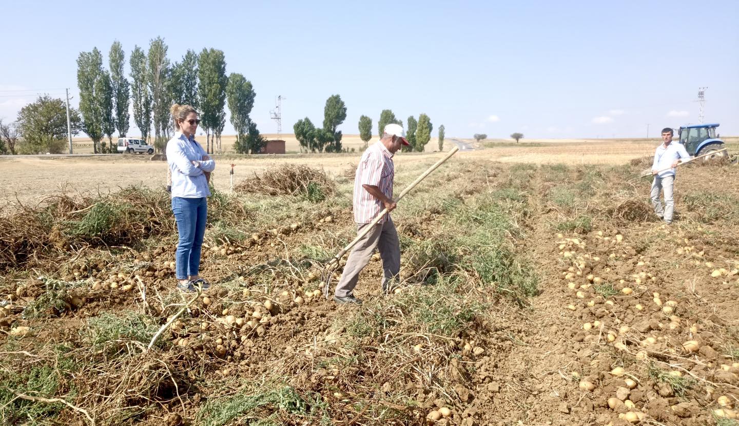 AFYONKARAHİSAR'DA PATATES ÜRETİMİNE STRATEJİK DESTEK