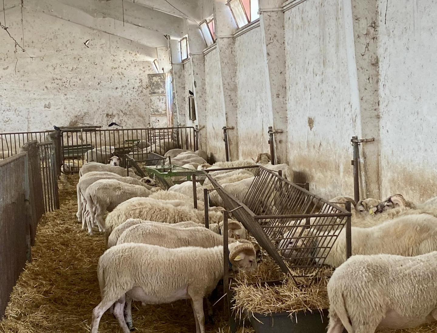 AKÜ'de Veteriner Denetim Faaliyetleri Gerçekleştirildi